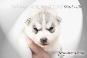 Photo of Atlanterra Avrora