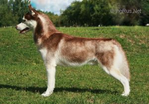 Photo of Arctic Magic Red Devil