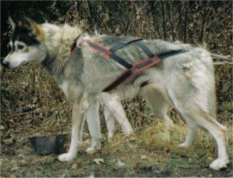 Photo of Onyx (SWE)