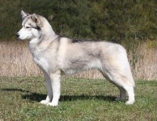 Photo of Icespirit Thrice Charmed
