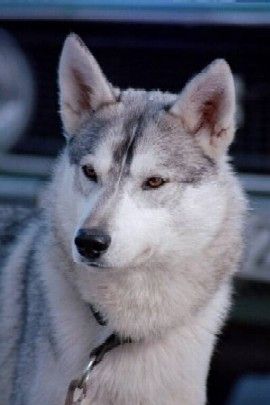 Photo of Fenrisulven Rox