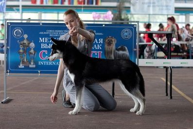 Photo of Love Mylady Fox Velnio Malunas