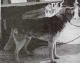 Photo of Alaskan’s Nik Of Anadyr