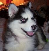 Photo of Hannah's Sweet Baby Jade