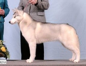 Photo of Snowmist’s Hjordis