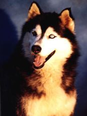 Photo of Chukchis Big Cat Of Wolvereen