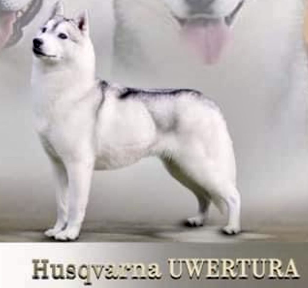 Photo of Husqvarna Uwertura