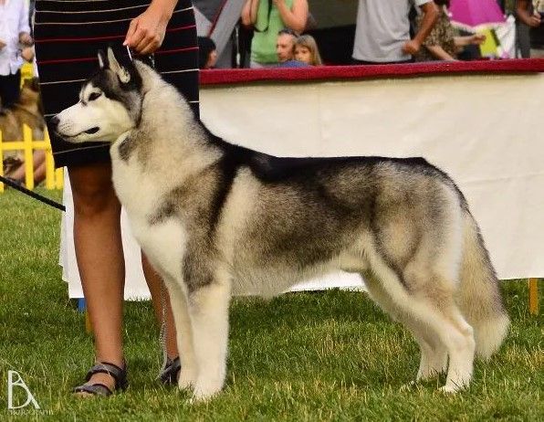 Photo of Kailua Lord Chester