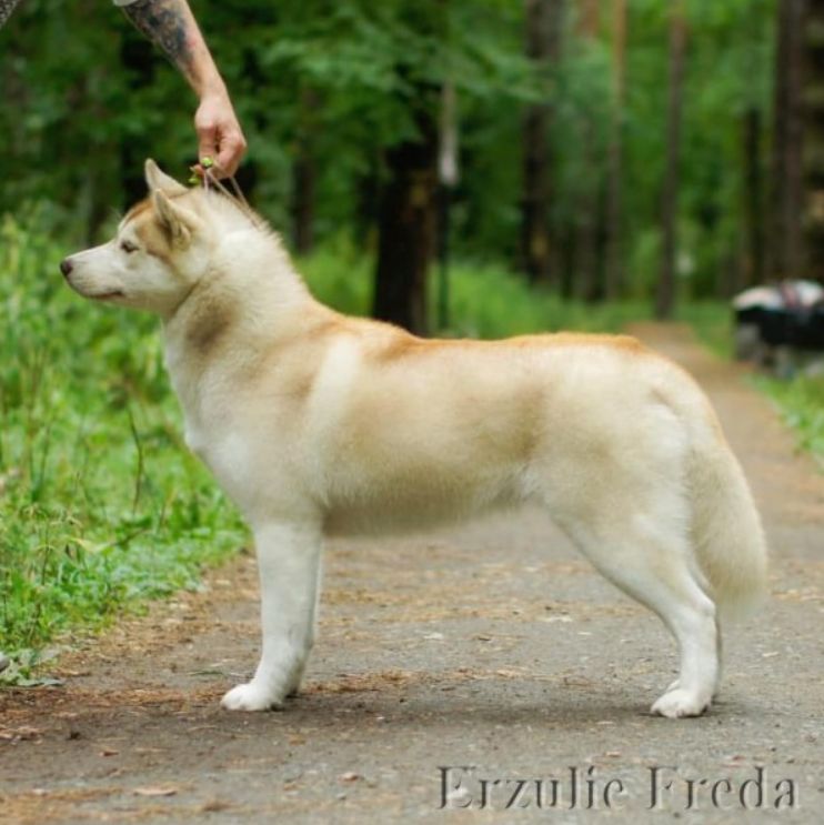 Photo of Erzulie Freda Beauty Arabesque Snow