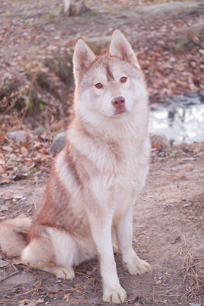 Photo of Verum Stellas Una Bella