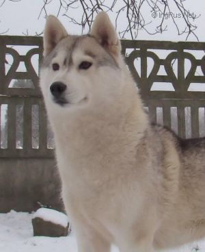 Photo of Very Happy Eskimoski Domek