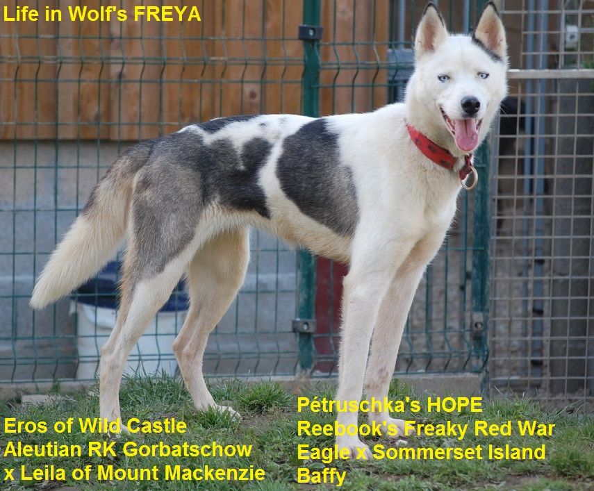 Photo of Life In Wolf’s Freya