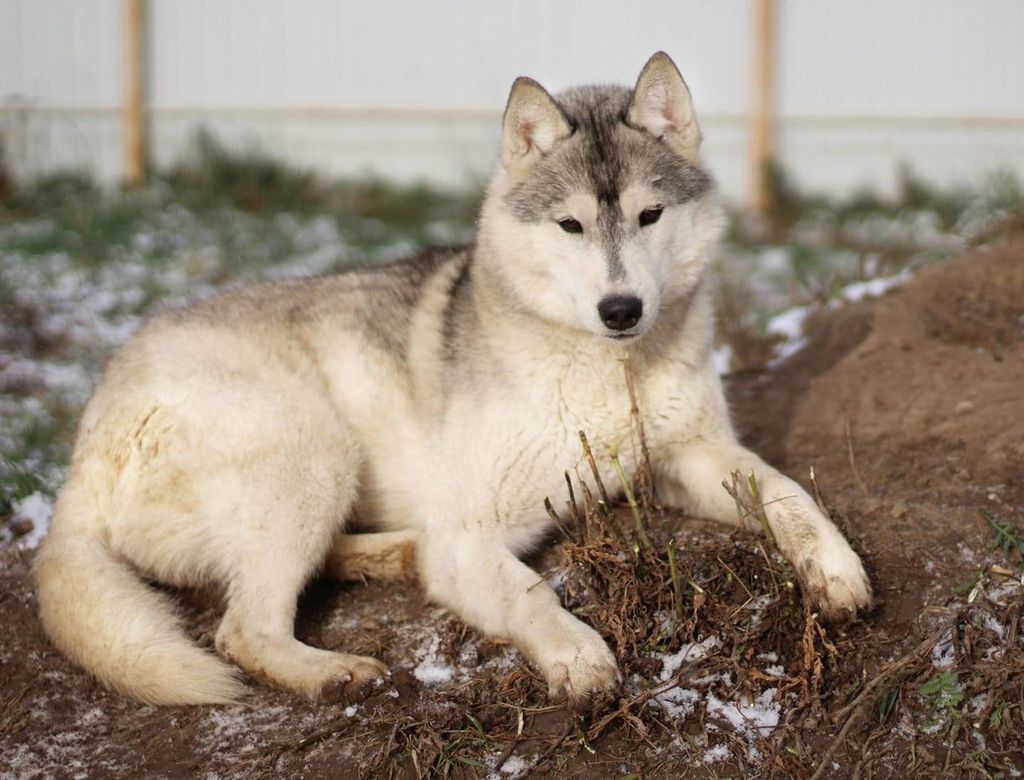 Photo of Natti Husky Juliet Haz e Gun