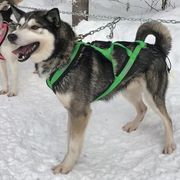 Photo of Minaska Loufranc’s Atchy