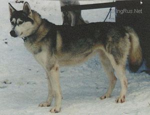 Photo of Blackwater Alkasiber Amadour
