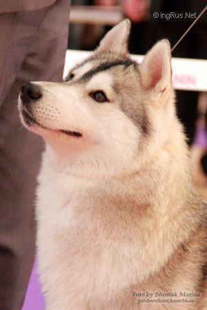 Photo of Husky Haven Indiana's Grandchild