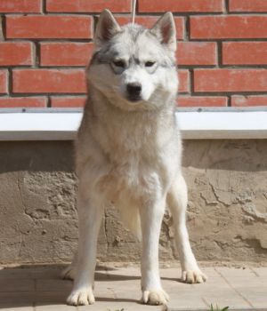 Photo of Husky Haven Usual Miracle