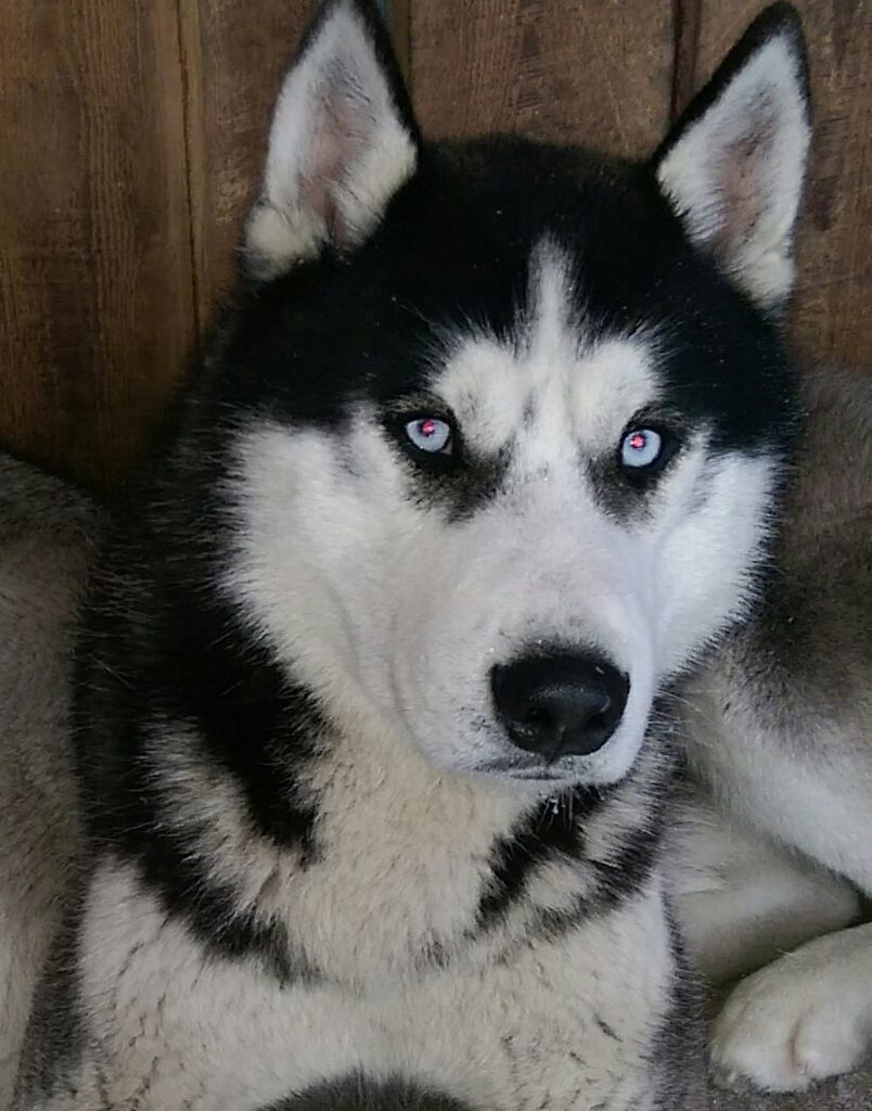 Photo of Orion Eskimoski Domek