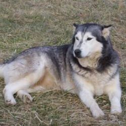 Photo of Siberia’s Untamed Spirit