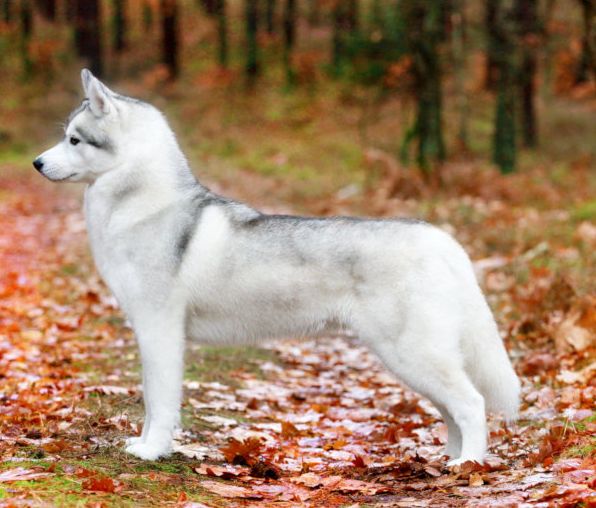 Photo of Winter Melody Just Call Me Trouble