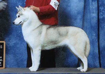 Photo of Karnovanda's Wylene Coyote