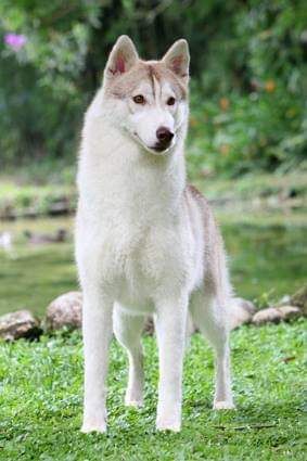 Photo of Nanook’s Remembrance