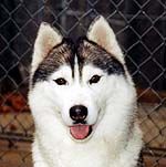 Photo of Karnovanda's Sybelle