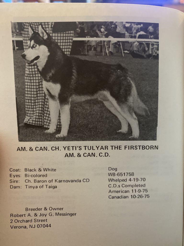 Photo of Yeti’s Tulyar The Firstborn