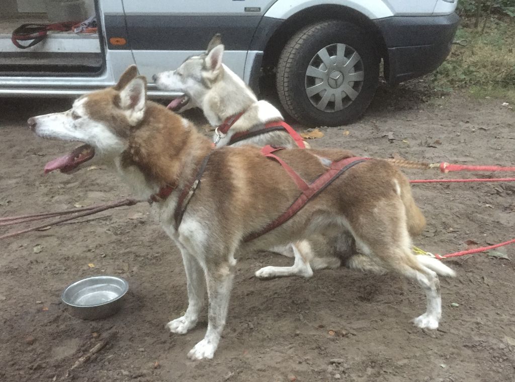 Photo of Dylan ab Canis Polaris