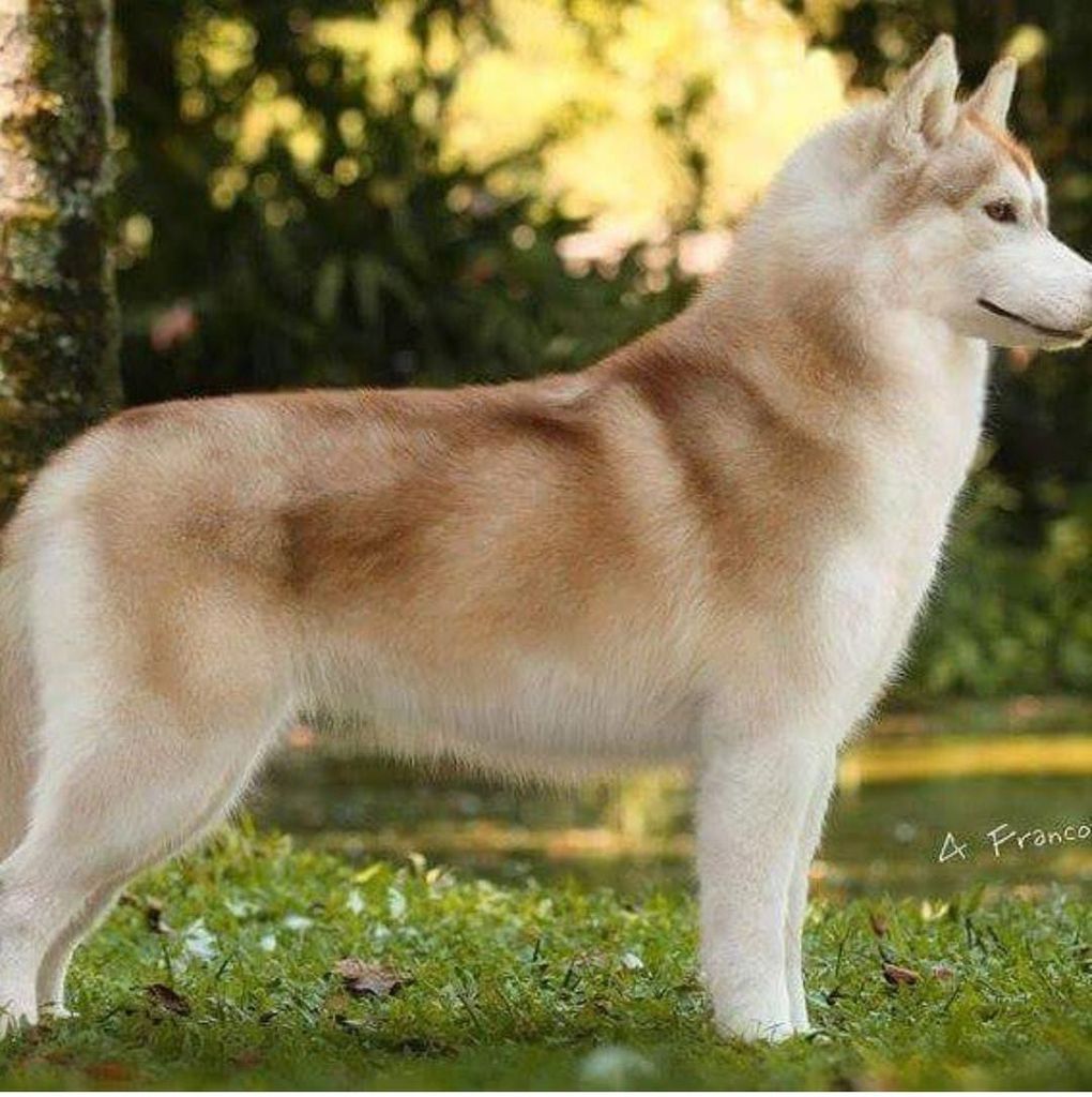 Photo of Sibershelt Hianna