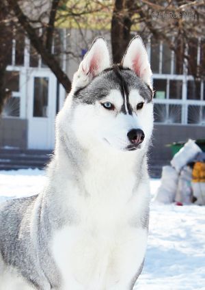 Photo of Arctic Magic Chasing Shadow