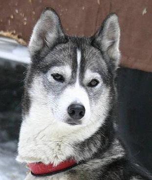 Photo of Northwapiti’s Kitkat