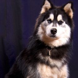 Photo of The Husky Ranch’s Sebastian