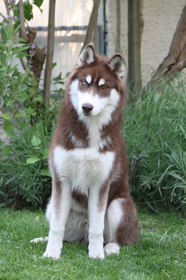 Photo of Alban Of Kahnawake