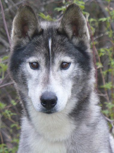 Photo of Northomes Viktor