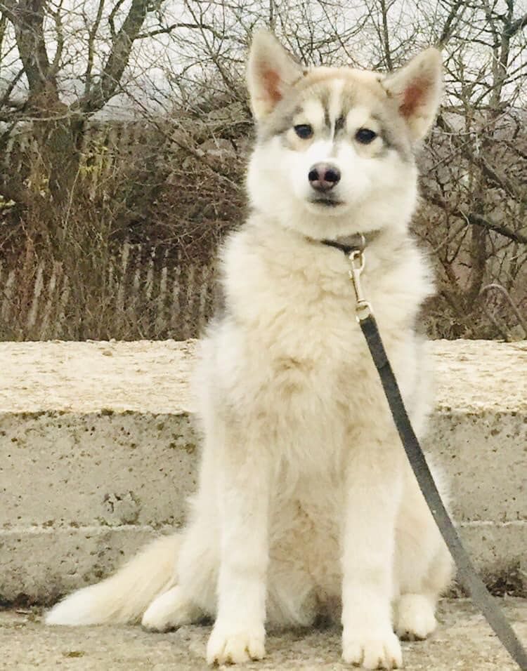 Photo of ZLATA SILVER FOX