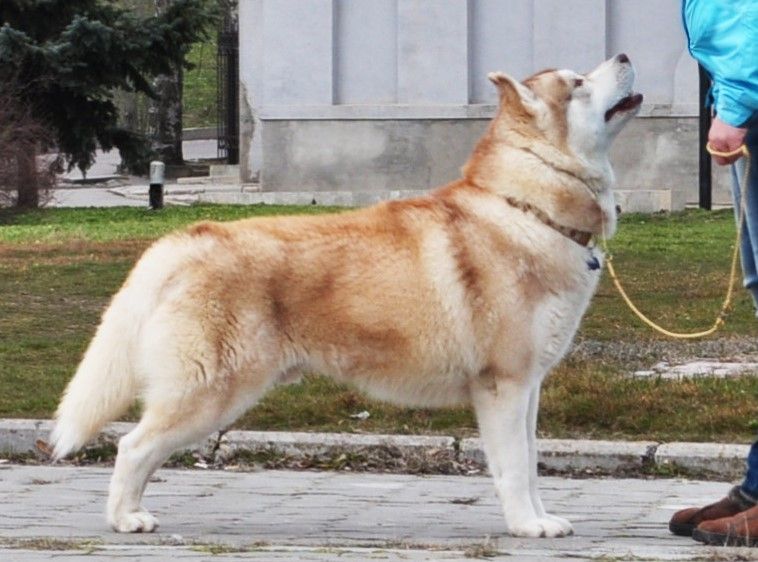 Photo of King Soare of Silverlight