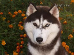 Photo of Erzulie Freda Absolutely Lovely Star