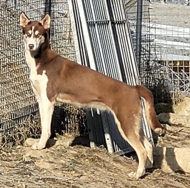 Photo of Otazu ab Canis Polaris