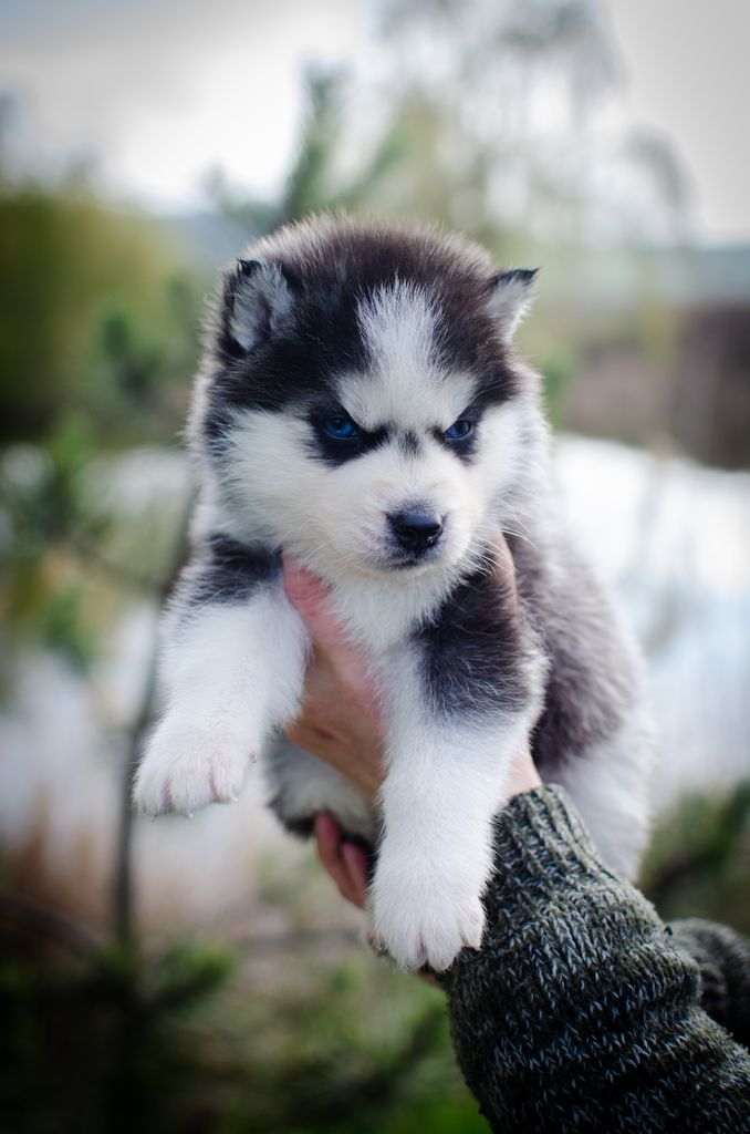 Photo of Wolf Leader Everything is Thunder