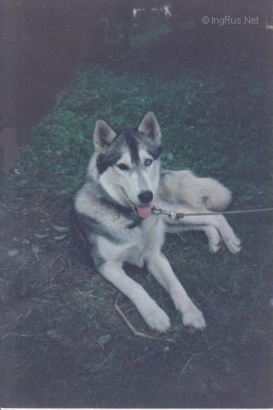 Photo of Dymka s Goluboy Zvezdy