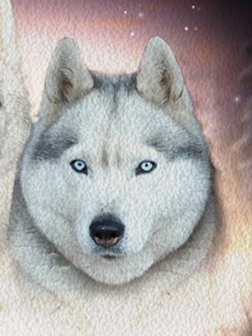 Photo of Adele's Nord Atika Daughter Of Fire