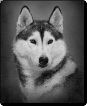 Photo of Alaskan’s Babiche Of Anadyr