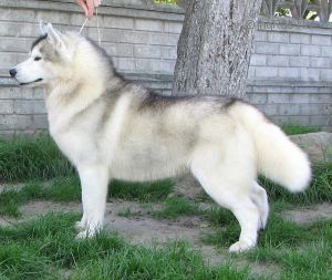 Photo of Balto de Ciukci