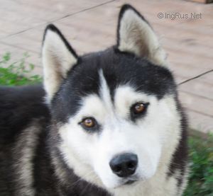 Photo of Reyv S Goluboy Zvezdy