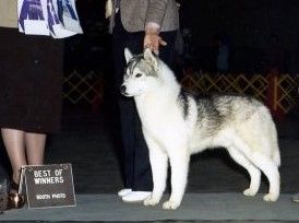 Photo of Boshoi's Grey Sinner