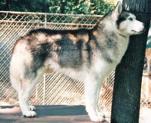 Photo of Talocon’s Topaka Thunder