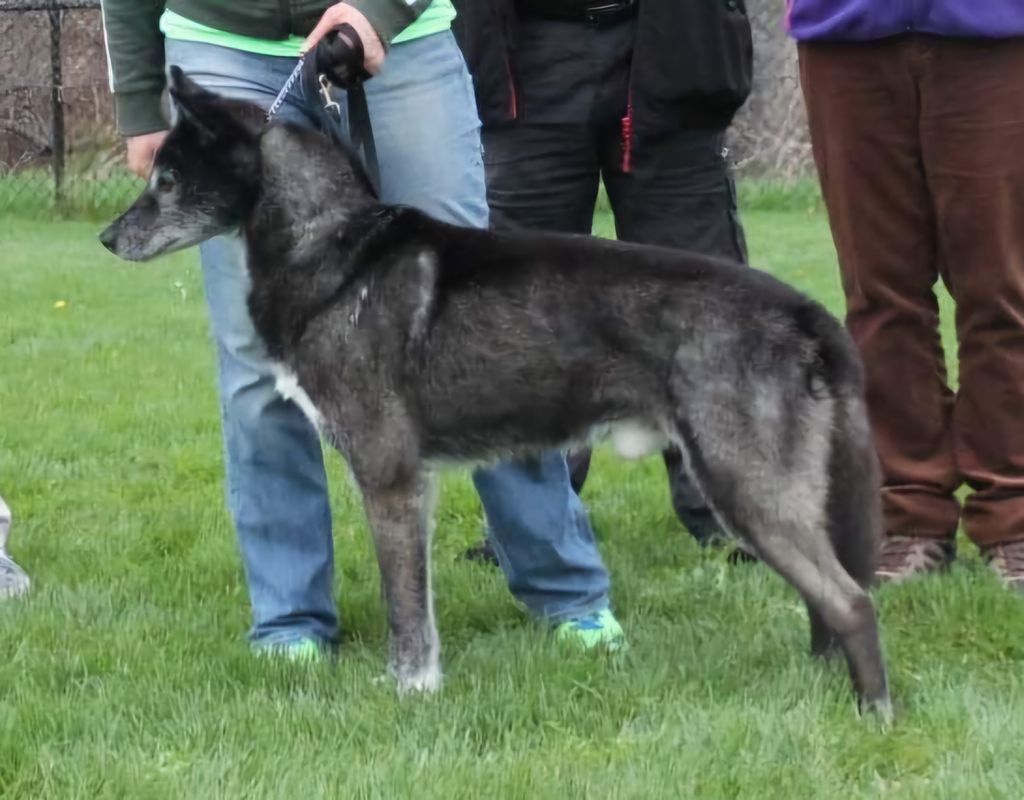 Photo of Northome Pip