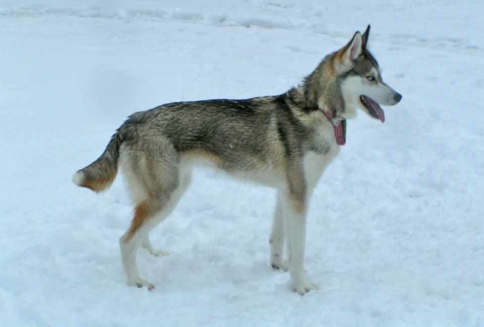 Photo of Certina av Vargevass