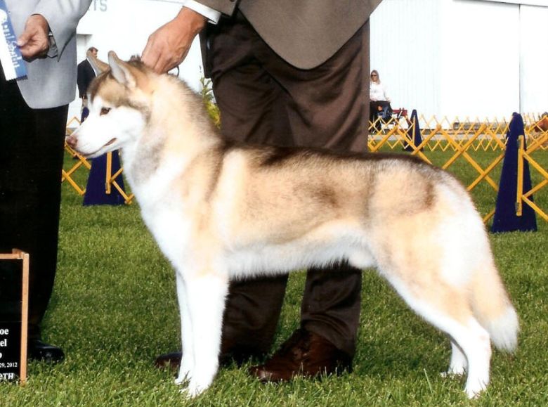 Photo of Highlander N Solocha Red Zinfuntail